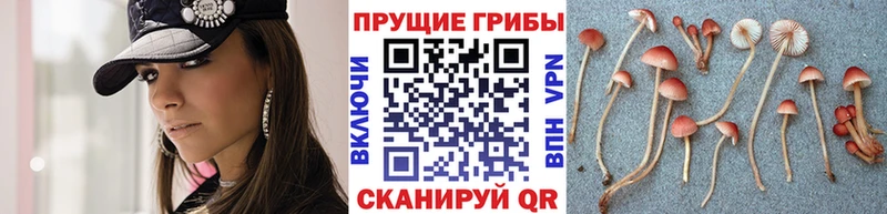 Псилоцибиновые грибы Cubensis хочу Вытегра